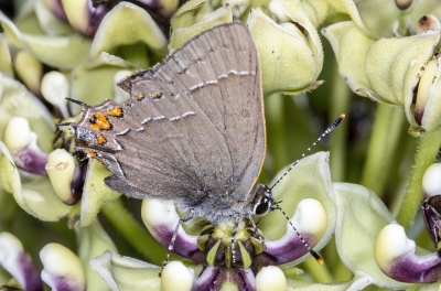 Gray Hairstreak Butterfly 2023